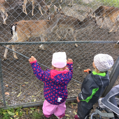 Rehe füttern